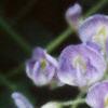 Wisteria macrostachya, flowers