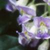Wisteria macrostachya, flowers