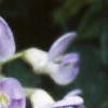 Wisteria macrostachya, flowers