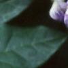 Wisteria macrostachya, flowers