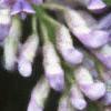 Wisteria macrostachya, flowers