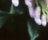 Wisteria macrostachya, flowers