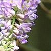 Wisteria macrostachya, flowers