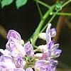 Wisteria macrostachya, flowers
