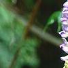 Wisteria macrostachya, flowers