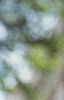 Fagus grandifolia, leaves