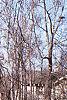 Fagus sylvatica 'Pendula', habit