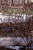 Fagus sylvatica 'Pendula', habit
