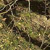 Fagus sylvatica 'Tortuosa', habit