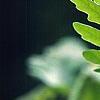 Quercus frainetto, leaves