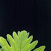 Quercus frainetto, leaves