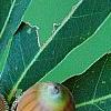 Quercus glandulifera, fruit