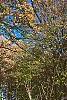 Quercus macrocarpa, fall color