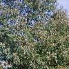 Quercus muehlenbergii, habit