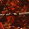 Quercus palustris, fall color