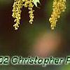 Quercus rubra, flowers