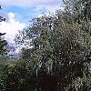 Quercus virginiana, habit