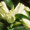 Gentiana flavida, flowers