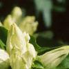 Gentiana flavida, flowers