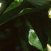 Gentiana flavida, flowers