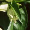 Gentiana flavida, flowers