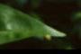 Gentiana flavida, flowers
