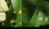 Gentiana flavida, flowers