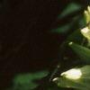 Gentiana flavida, flowers