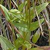 Gentiana crinita, flowers
