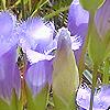 Gentiana crinita, flowers