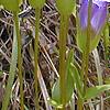 Gentiana crinita, flowers
