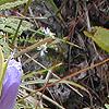 Gentiana crinita, flowers