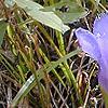 Gentiana crinita, flowers