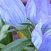 Gentiana saponaria, flowers