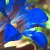 Gentiana septemfida var. lagodechiana, flowers