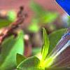 Gentiana septemfida var. lagodechiana, flowers
