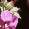 Geranium macrorrhizum 'Bevan's Variety', flowers
