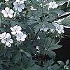 Geranium maculatum var. albiflorum 'Helen Gallagher', habit
