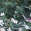 Geranium maculatum var. albiflorum 'Helen Gallagher', habit
