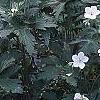 Geranium maculatum var. albiflorum 'Helen Gallagher', habit