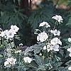 Geranium maculatum var. albiflorum 'Helen Gallagher', habit