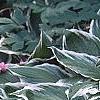Geranium maculatum var. albiflorum 'Helen Gallagher', habit