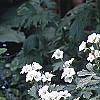 Geranium maculatum var. albiflorum 'Helen Gallagher', habit