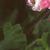Pelargonium x hortorum 'Apple Blossom', flowers