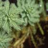 Myriophyllum aquaticum, habit