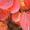 Fothergilla major, fall color