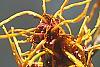 Hamamelis x intermedia 'Aphrodite', flowers