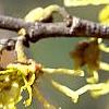 Hamamelis vernalis, flowers