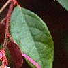 Loropetalum chinense var. rubrum 'Zhuzhou Fuschia', flowers