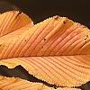 Aesculus turbinata, fall color